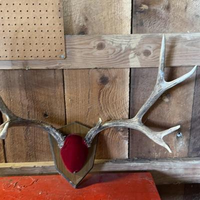 Antlers Mounted 