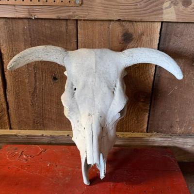 Steer Skull