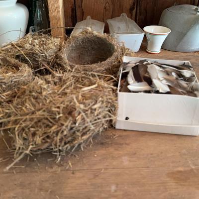 Birds Nests and Feathers 