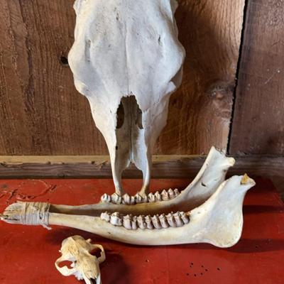 Animal Skulls
