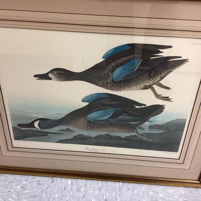 “Blue Winged Teal” Print