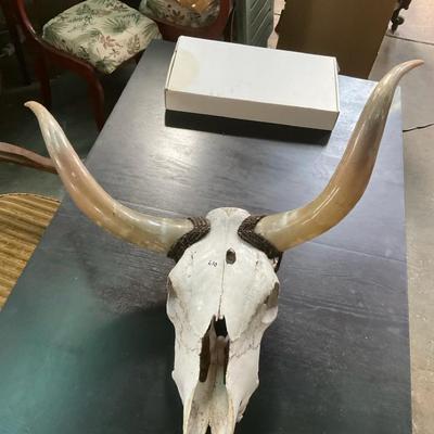 Bull skull 1