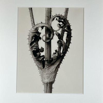 KARL BLOSSFELDT (German, 1865-1932) PHOTOGRAPH | Dipsacus laciniatus from Urformen de Kunst | High density multiple pigment print h. 15.5...