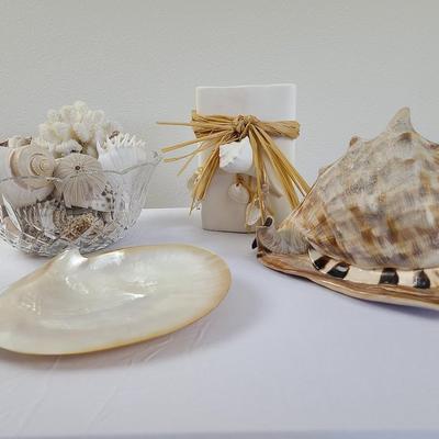 Seashells and coral