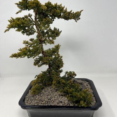 Windswept-Style Juniper Bonsai