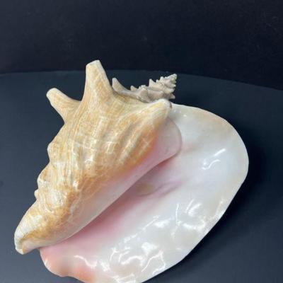 42 naturalconchshell
