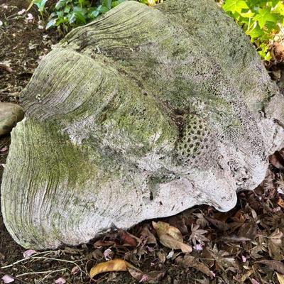 85 giantnaturalclamshell