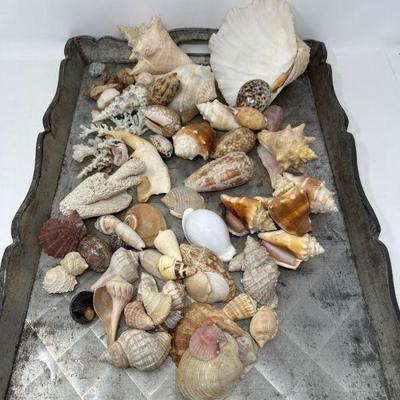 144 collectionofshells