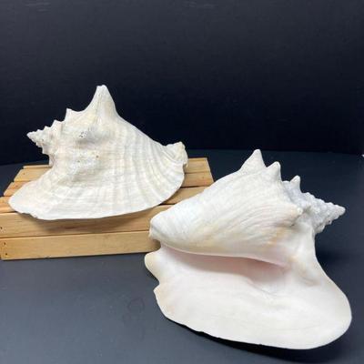 69 pairofnaturalwhiteconchshells