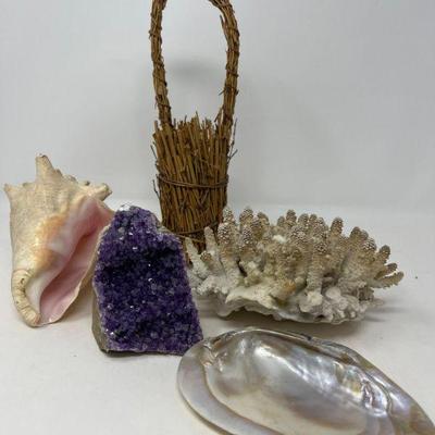 121 conchshellcrystalrock coral