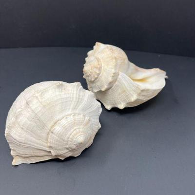 64 pairlefthandedlightningwhelkbusyconcontrarium