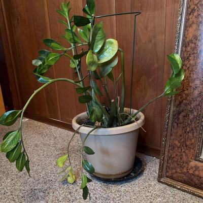 Large ZZ Plant 