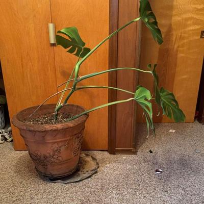 Large Philodendron 