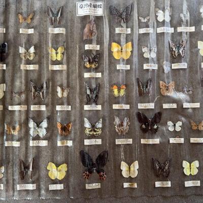 Butterfly Specimens-Taiwan 
