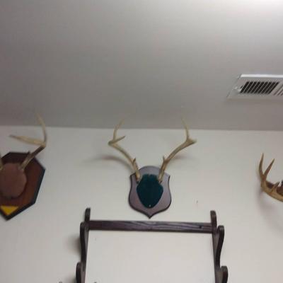 Antler Wall Mounts #2