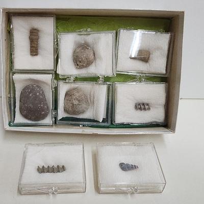 Fossils
