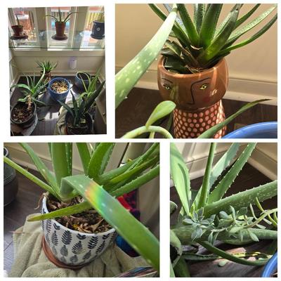 Live Indoor Plants & Planter Pots