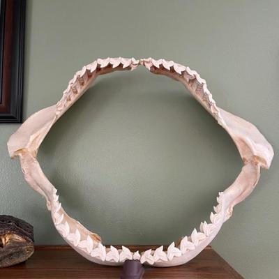 Shark mouth 