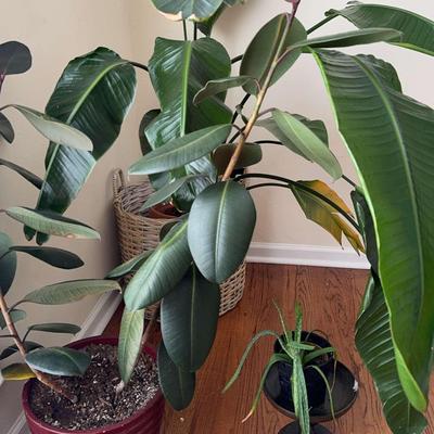 Indoor Plants 