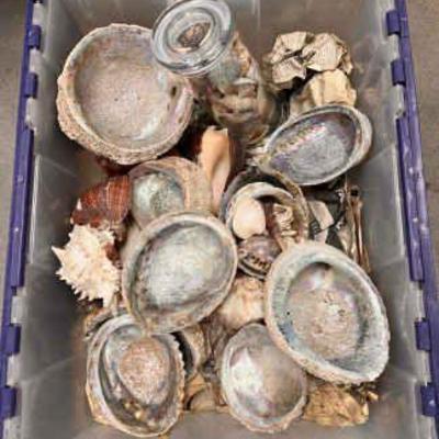 Ct326 mystery lot shell collection
