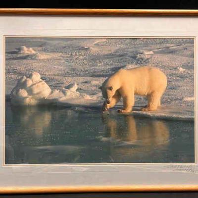 Ct314 thomas mangelsen polar bear photo