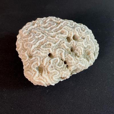 Natural Brain Coral
