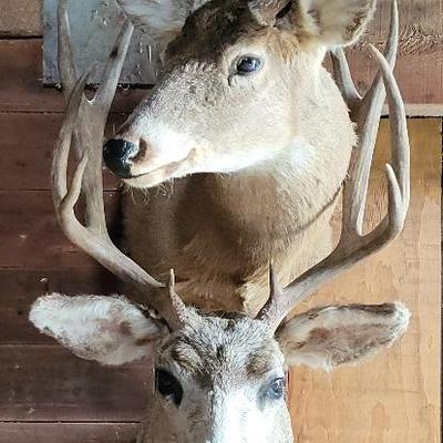 Mule Deer & Whitetail Mounts - Lot 1 (Barn)