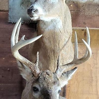 Whitetail Mounts (Barn)