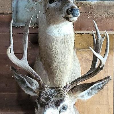 Mule Deer & Whitetail Mounts - Lot 2 (Barn)