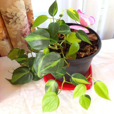 Live Plants 