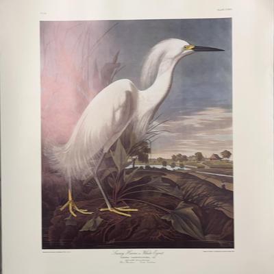 Snowy Heron or White Egret Lithograph by J J Audubon, No 49 - Large