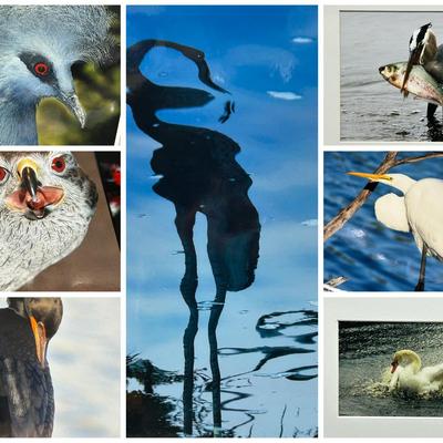 Chuck Bress Photography: Birds & More, Matted 16x20” & Unmatted 11x14", 12x18"