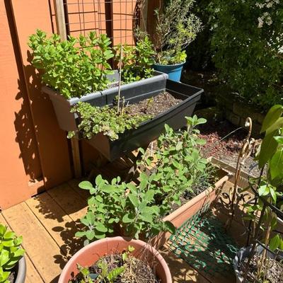 Various outdoor plants in pots