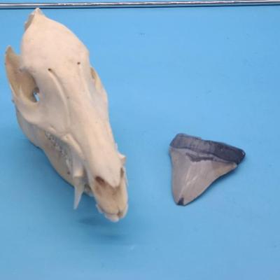 Megalodan Tooth and Chinese Water Deer Buck Skull
