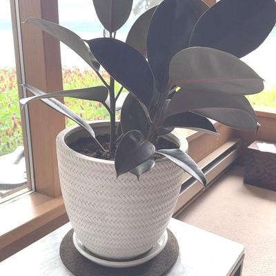 Live Rubber Tree in Ceramic Planter