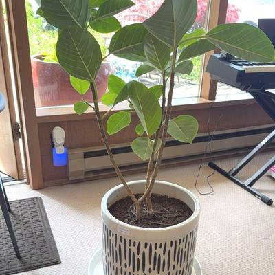 Large Houseplant in Ceramic Pot w/Ceramic Liner 