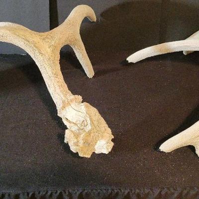 Antlers Anyone?