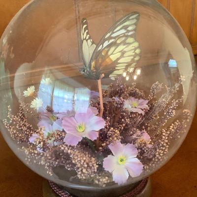 Real butterfly inside