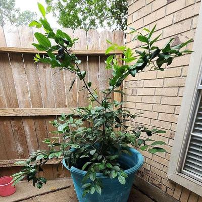 Citrus Tree 