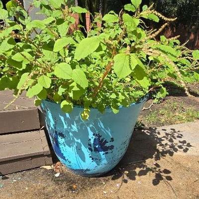 Large Plastic Flower Pot