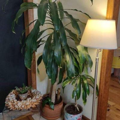 Plants, lamp, and side table