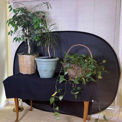 Plants