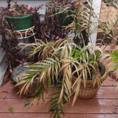 Plant stands, plants and more