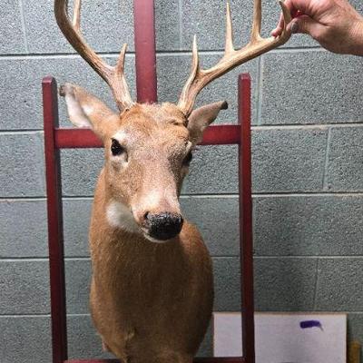deer mount