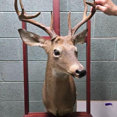 taxidermy