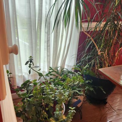 House Plants
