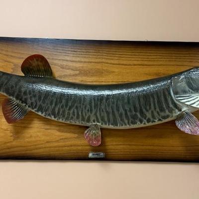 Vintage taxidermy pike 