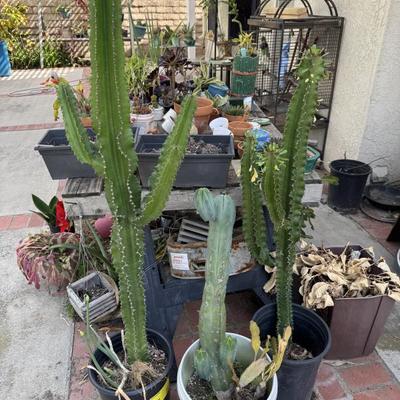 Cactus