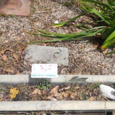 Concrete planter with extras