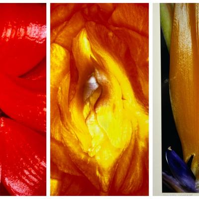 Chuck Bress Photography: Color Florals (3), Matted 20x24”